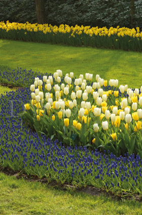 keukenhof